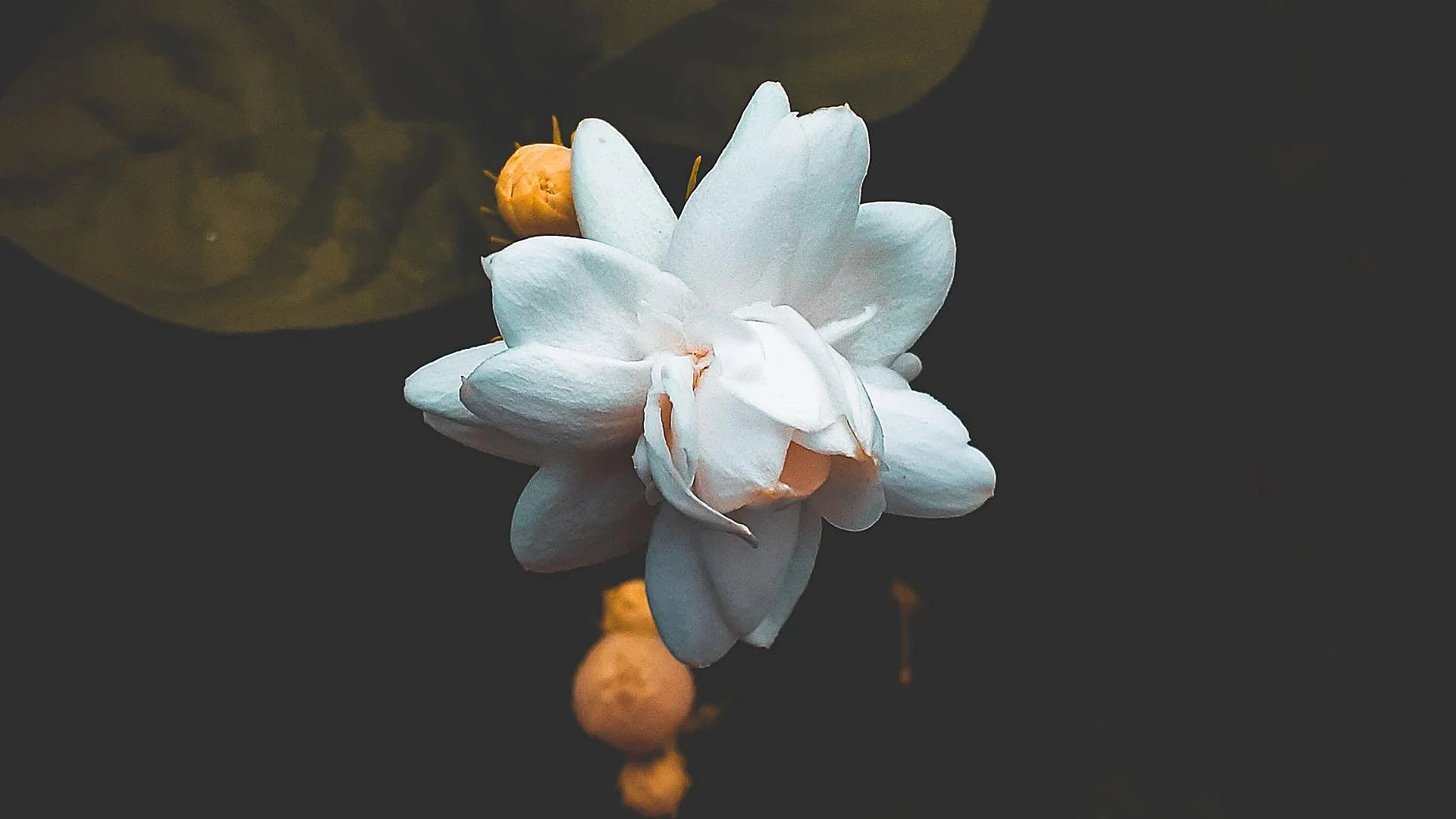 Jasmine: The Tough Summer Note—And The Most Beautiful in Perfumes