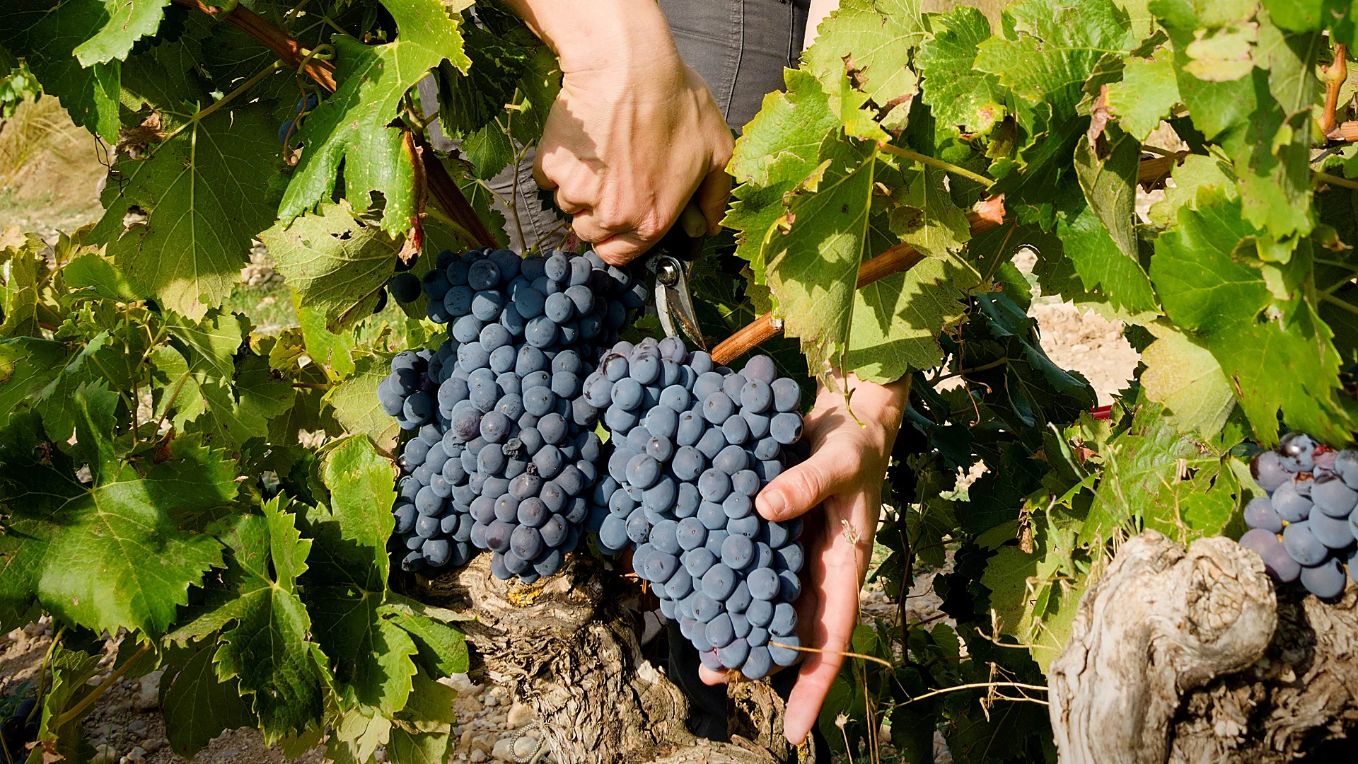 Five Dionysian Ways to Enjoy the Harvest: Picking Grapes, Tasting Must, and Savoring Wine