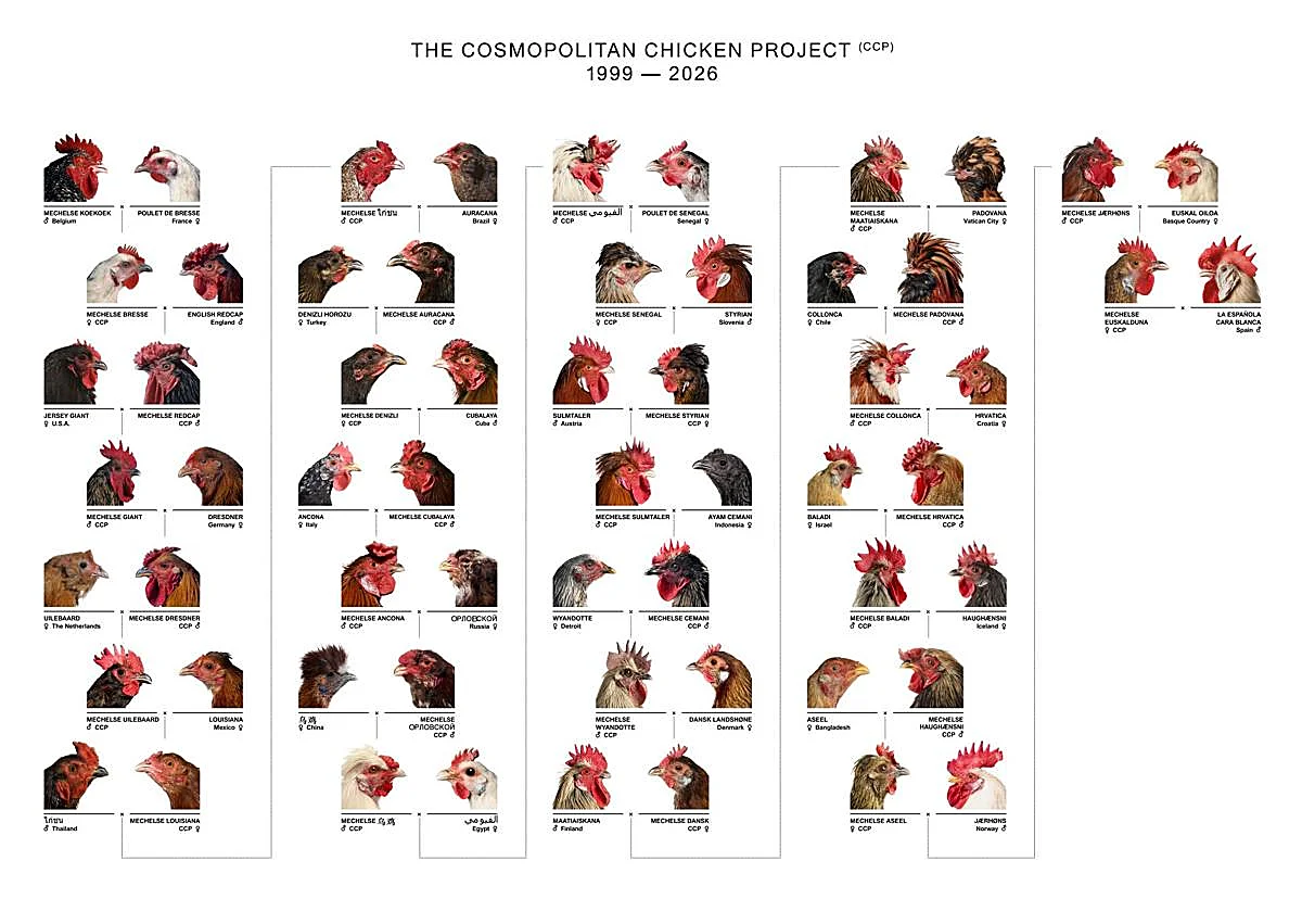 Imagen secundaria 1 - Llega a Madrid uno de los proyectos de arte vivo más longevos: el Cosmopolitan Chicken Project, de Koen Vanmechelen