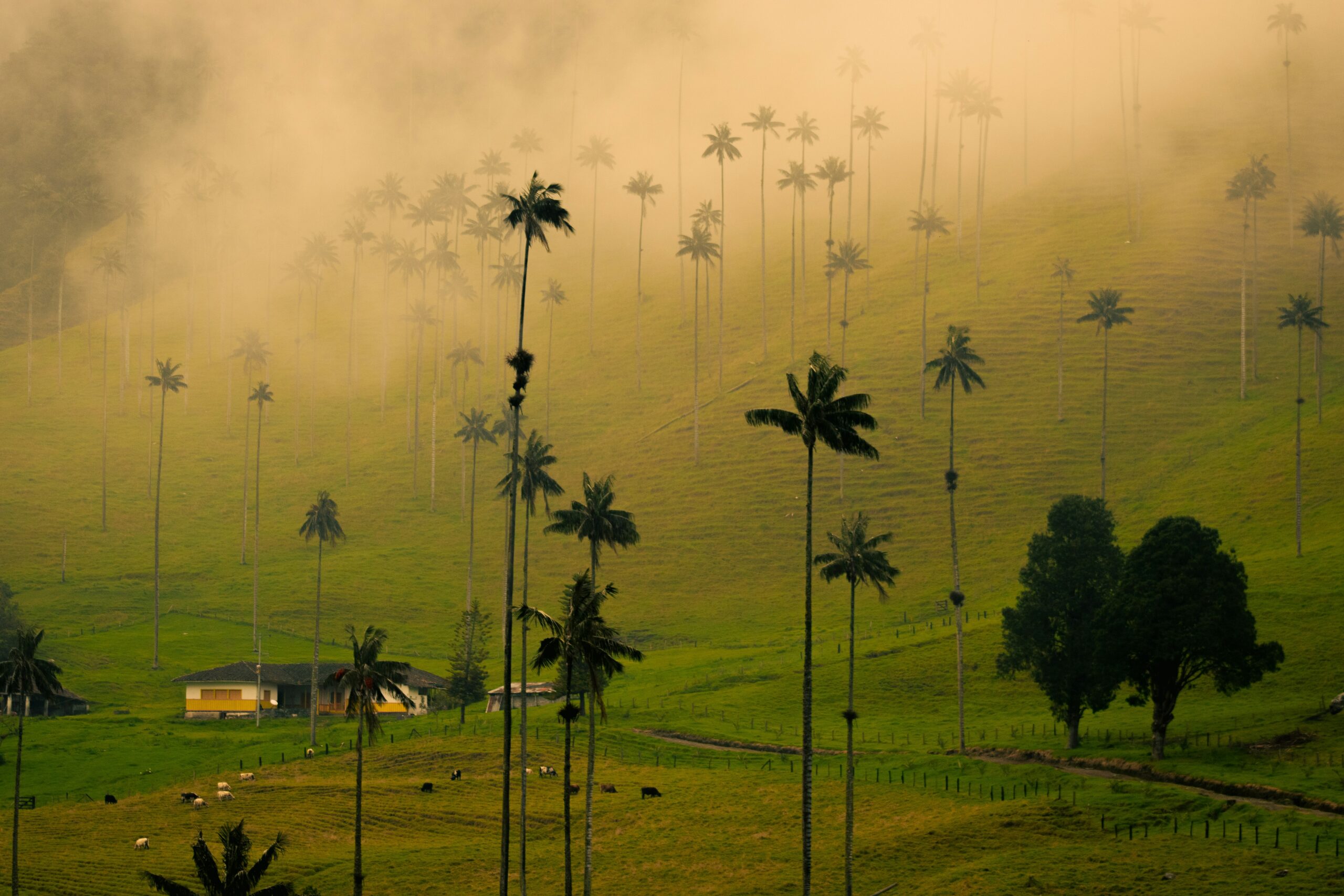 The Coffee Axis: One of Colombia’s Most Fascinating Trips