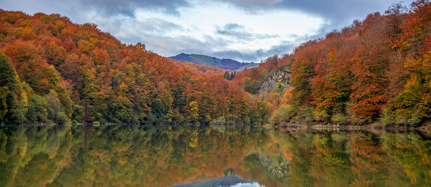 The Forest in Spain You Must Visit This Autumn